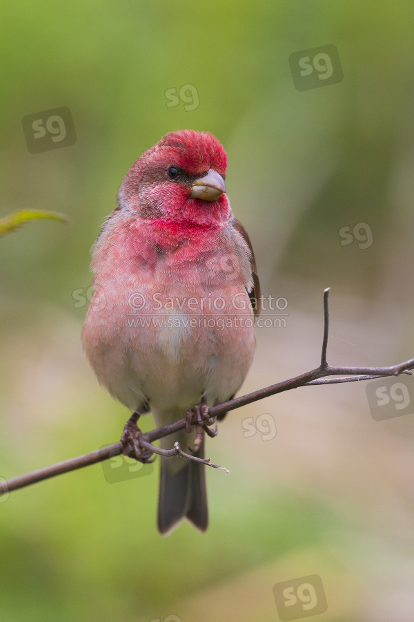 Common Rosefinch